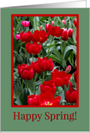 Happy Spring Beautiful Red an Pink Tulips Flowers card