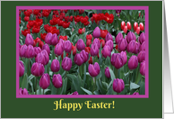Happy Easter Spring Tulip Flowers of Red, Yellow and Purple card