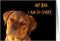 Cute Puppy Apology,...