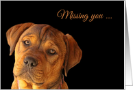 Missing You Sad Cute Puppy card
