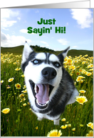 Cute Husky Hello Customizable card
