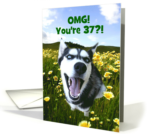 37th Happy Birthday Customizeable Cute Siberian Husky card (1607050)