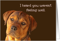 Feel Better Sweet and Concerned Puppy Get Well card
