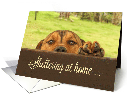 Cute Puppy Sheltering at Home Looking Over Fence Corona Virus card