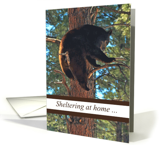 Funny Bear in Tree Sheltering at Home Encouragement card (1607588)