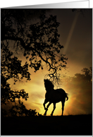 Horse with Oak Tree Galloping Sunset Stallion Blank Note card