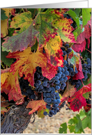 Pretty Wine Grapes Blank Note card