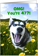 Happy 47th Birthday Smiling Cute Husky Dog Customizable card