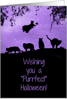 Black Cats and Witch Happy Halloween card