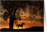 Horse Oak Tree and Sunrise Beautiful Blank Nature card