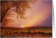 Pretty Sunset Fall Grape Wine Vineyard Blank Note card