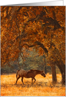 Horse in Fall Foliage Blank card