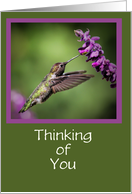 Thinking of You Hummingbird and Cute Spotted Bug Customizable card