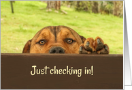 Cute Puppy Thinking of You Checking In card