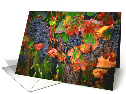 Wine Grapes Fall Vineyard Colors Blank Any Occasion card (1725104)