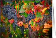 Wine Grapes Fall Vineyard Colors Blank Any Occasion card