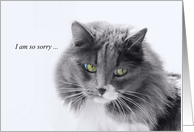 Loss of Cat Sympathy Memorial Sweet Faced Cat card
