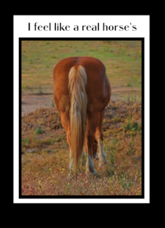 Horses Butt Forgiveness Can You Please Forgive Me Apology I am Sorry