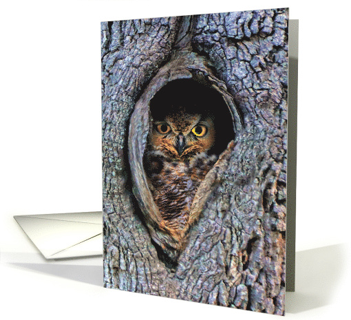 Owl in Tree Cute Photography Blank Any Occasion card (1735976)