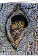 Owl in Tree Cute Photography Blank Any Occasion card