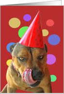 Birthday Cute Pit Bull Dog with Party Hat Humorous card