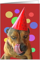 Birthday Cute Pit...