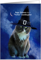 Halloween Cat and...