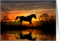 Horse and Water in Southwestern Color Fine Art Photography Blank card