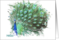 Peacock Custom Text Hello Pretty Colorful Modern Minimalist Hi card