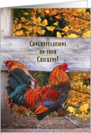 Congratulations on Your Pet Chickens Cute Rooster in Fall Colors card