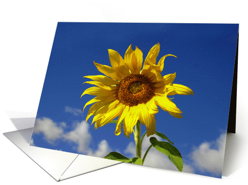 Sunflower Thank You Summer Day Whimsical Flower card (527754)