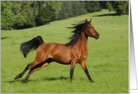 Free Galloping Beautiful Horse Happy Birthday card