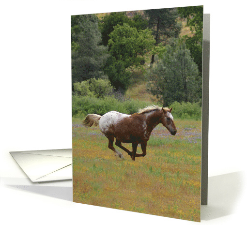 Appaloosa Horse Running Free Happy Birthday card (528251)