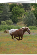 Appaloosa Horse Running Free Happy Birthday card