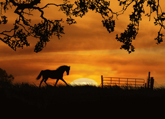 Horse and Sunset...