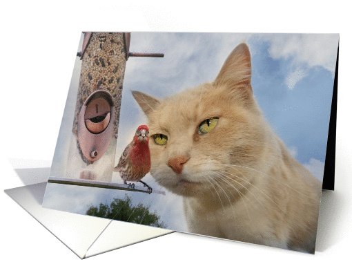 cat bird friendship humor card (539897)