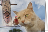 cat bird friendship humor card