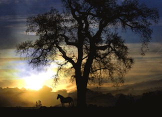 sunset horse...