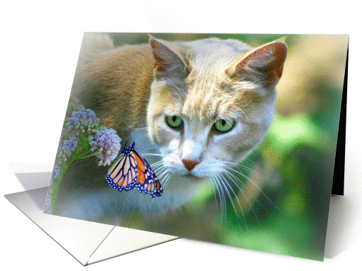 cat and butterfly saying hi card (573158)