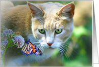 cat and butterfly saying hi card