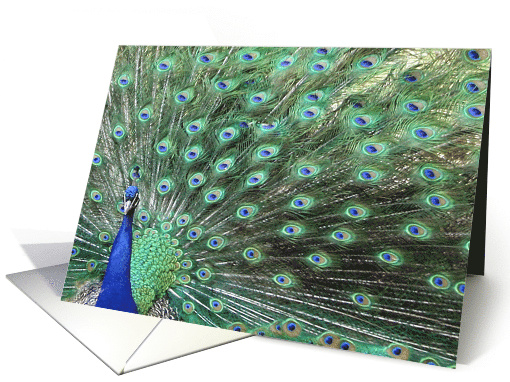 Beautiful Peacock with Feathers Hello card (580593)