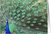 Beautiful Peacock...