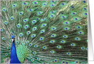Beautiful Peacock Mothers Day card