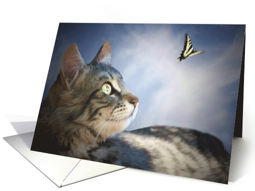 Cute kitty Cat and Swallow Tail Butterfly Happy Birthday Wishes card