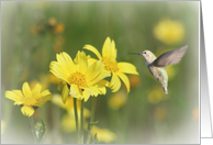 Hummingbird Mother's...