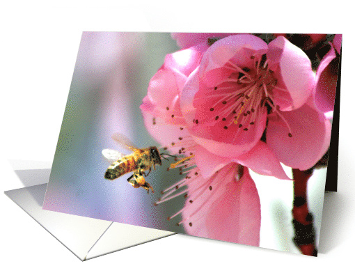 Bee and Spring Blooming Pink Flowers Hello, Hi card (593333)