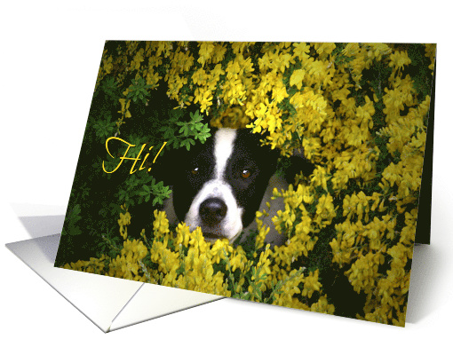 Cute Black and White Puppy In Yellow Flowers Hi, Hello card (635948)