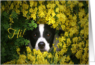 Cute Black and White Puppy In Yellow Flowers Hi, Hello card