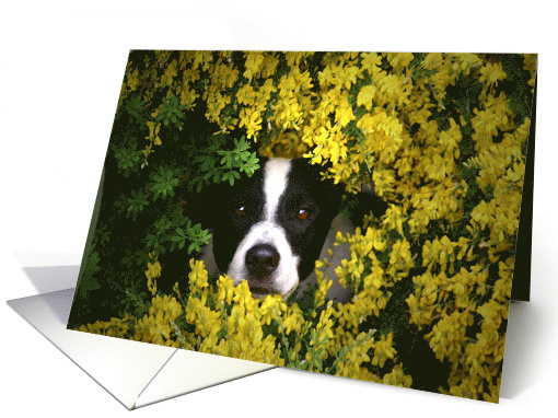 Cute Puppy Hiding in the Flowers Birthday card (635960)