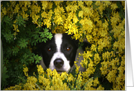 Cute Puppy Hiding in the Flowers Birthday card